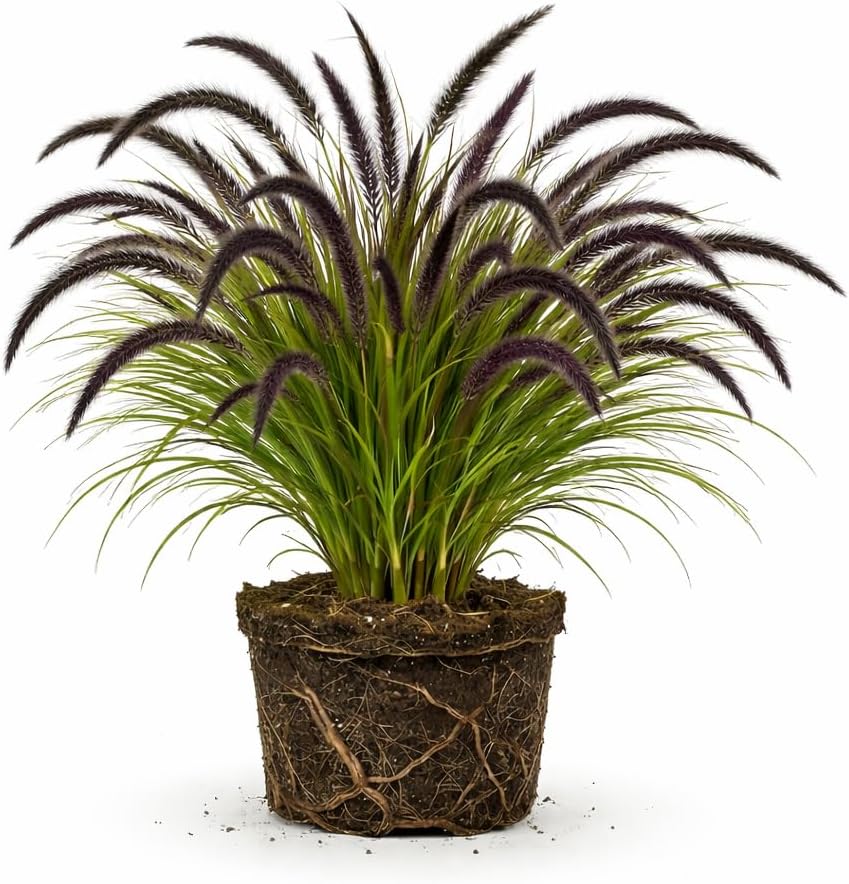Black Fountain Grass Plants, 4 Inch Tall, Well Rooted, Fast Growing Ornamental Grasses Live Plants Perennial, Decorative Grasses for Landscaping