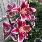 Lilly Bulbs for Planting, Stargazer Lily, 5 Large Bulbs, Intense Scented Oriental Lily for Sunny Patios, Landscapes, and Cutting Gardens