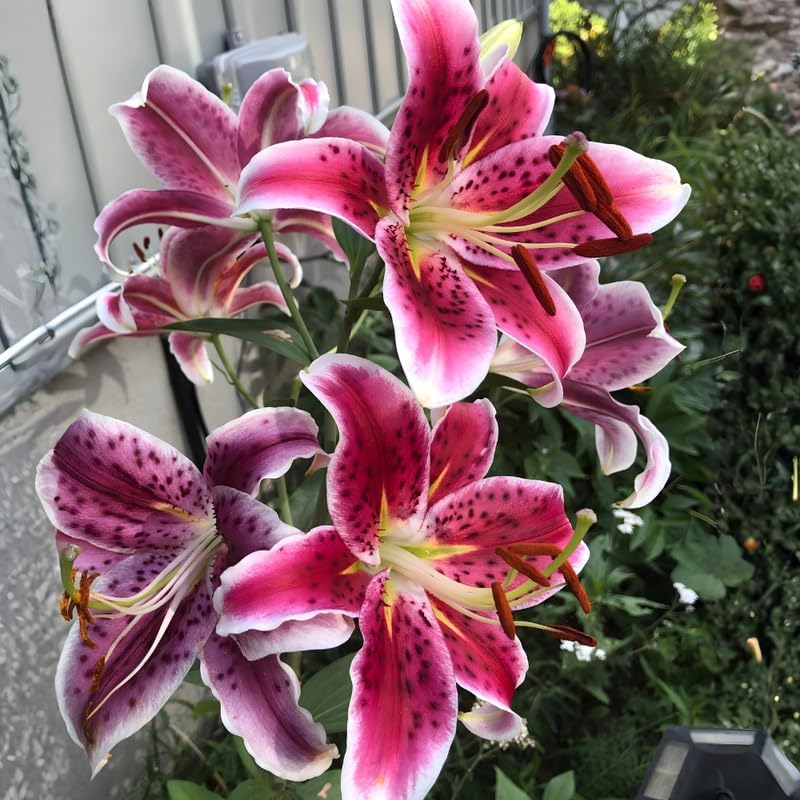 Lilly Bulbs for Planting, Stargazer Lily, 5 Large Bulbs, Intense Scented Oriental Lily for Sunny Patios, Landscapes, and Cutting Gardens