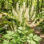 20 Live Black Cohosh Roots Bugbane, Shade Loving Actaea Racemosa, Low Maintenance Elegant White Flowering Plant for Outdoor Gardens & Landscapes