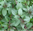 2 Chocolate Mint Plants, 3-Inch Pot, Mint Plants Live, Fast Growing Aromatic Perennial for Modern Landscape and Herb Gardening