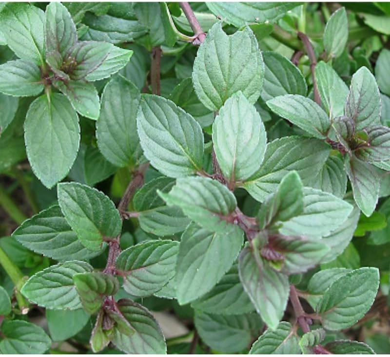 2 Chocolate Mint Plants, 3-Inch Pot, Mint Plants Live, Fast Growing Aromatic Perennial for Modern Landscape and Herb Gardening