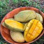 Grafted NAM Doc Mai Yellow Mango Plant 2.5–3 Ft | Live Mango Fruit Tree | Fast-Growing Tropical Variety for Outdoor Growing & Container Gardening | No Ship to CA,HI,AK