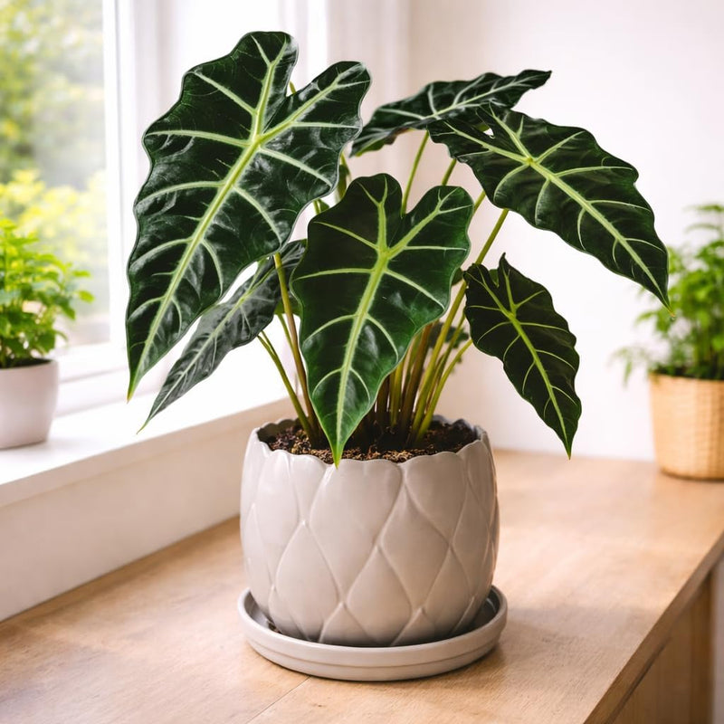 Alocasia African Mask Plant, 4-Inch Pot Alocasia Live Plant, Well Rooted, Low Maintenance Tropical Plant for Home Decor or Garden