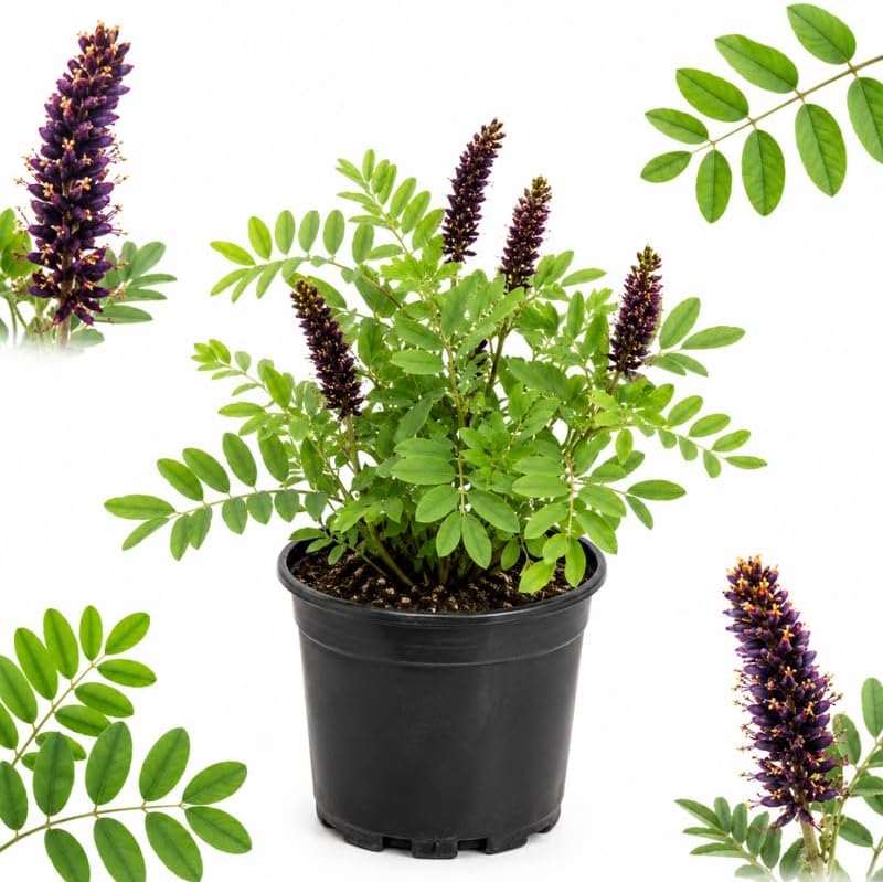 False Indigo Live Plant in 4" Pot, Amorpha Fruticosa Cold-Hardy Shrub, Easy Care Deciduous Plant for Outdoor Garden