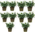 10 Baltic English Ivy Live Plants Bare Root, Hardy, Easy-Care Climbing Vines, Fast-Growing Hedera Helix for Indoor & Outdoor Use