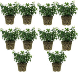 10 Baltic English Ivy Live Plants Bare Root, Hardy, Easy-Care Climbing Vines, Fast-Growing Hedera Helix for Indoor & Outdoor Use