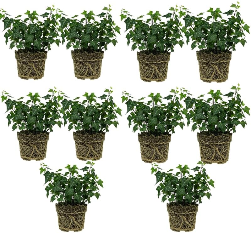 10 Baltic English Ivy Live Plants Bare Root, Hardy, Easy-Care Climbing Vines, Fast-Growing Hedera Helix for Indoor & Outdoor Use