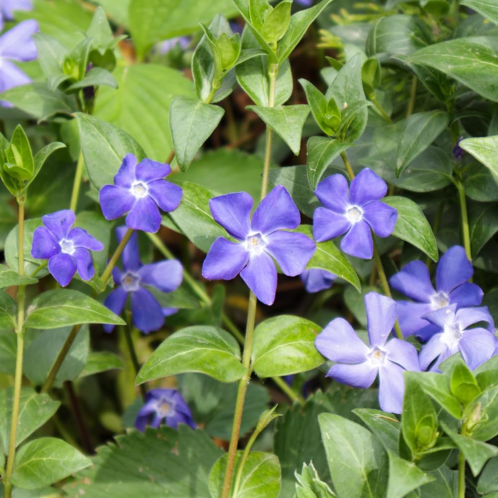 2 Vinca Minor Plants, Periwinkle Plants Live, 4" Container, Vigorous Creeping Groundcover for Backyard and Garden Rows