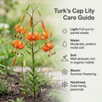 5 Tiger Lily Bulbs - Turk's Cap Lilium Superbum, Orange Flowering Perennial for Shady Garden Borders, Low Maintenance Native Flowering Perennial for Sun