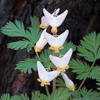 10 Dutchman’s Breeches Bare Root Plant, Dicentra cucullaria, Low Maintenance, East to Grow, Cold Hardy, Shade-Loving Perennial for Woodland Gardens & Landscapes