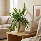 2 Zigzag Fishbone Cactus Plant in 3" Pot, Well-Rooted, Exotic Hanging Succulent, Fragrant Night-Blooming Flowers, Ideal for Home and Office Décor