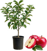 Zestar Apple Tree Live Plant in 3 Gallon Pot - Fast Growing Apple Trees Live Plants Ready to Fruit, Perfect for Home Backyard and Garden (No Ship to CA, HI, AK)