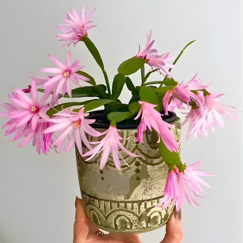 Pink Easter Cactus Live Plant | Delicate Pink Spring Flowers 3 Inch Tall | Easy Care Easter Cactus Plants Live for Indoor Décor, Small Spaces and Gifting