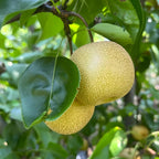 Hosui Asian Pear Trees Live Plants| 2.5–3 Ft Live Potted Tree | Sweet Juicy Fruit Tree for Indoor & Outdoor Spaces | No Ship to CA,HI,AK