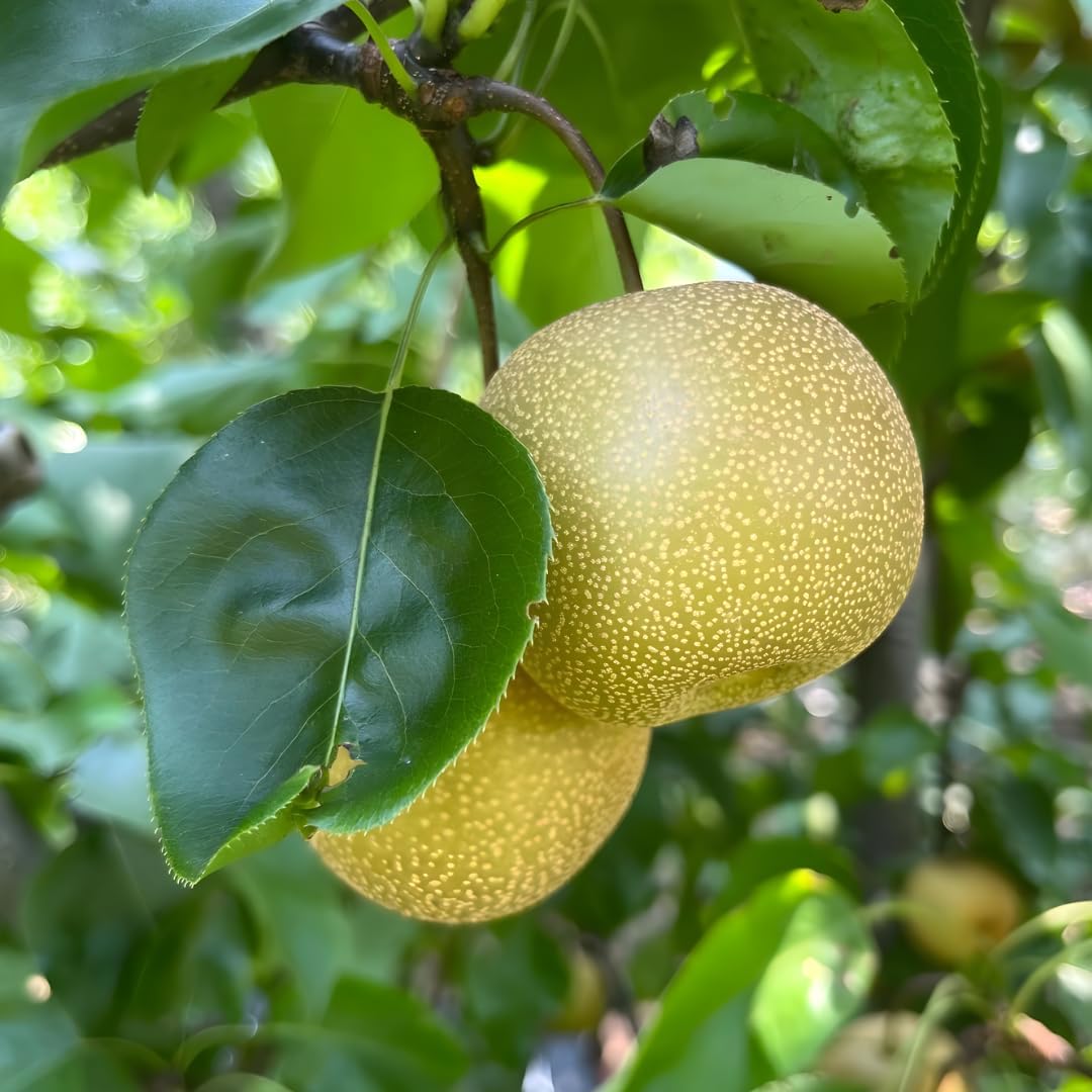 Hosui Asian Pear Trees Live Plants| 2.5–3 Ft Live Potted Tree | Sweet Juicy Fruit Tree for Indoor & Outdoor Spaces | No Ship to CA,HI,AK