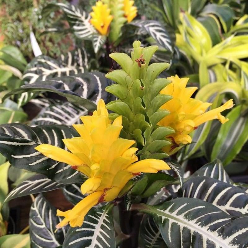 Zebra Aphelandra Plant in 4 Inch Pot, Aphelandra Squarrosa, Real Houseplant for Room & Office, Easy to Grow