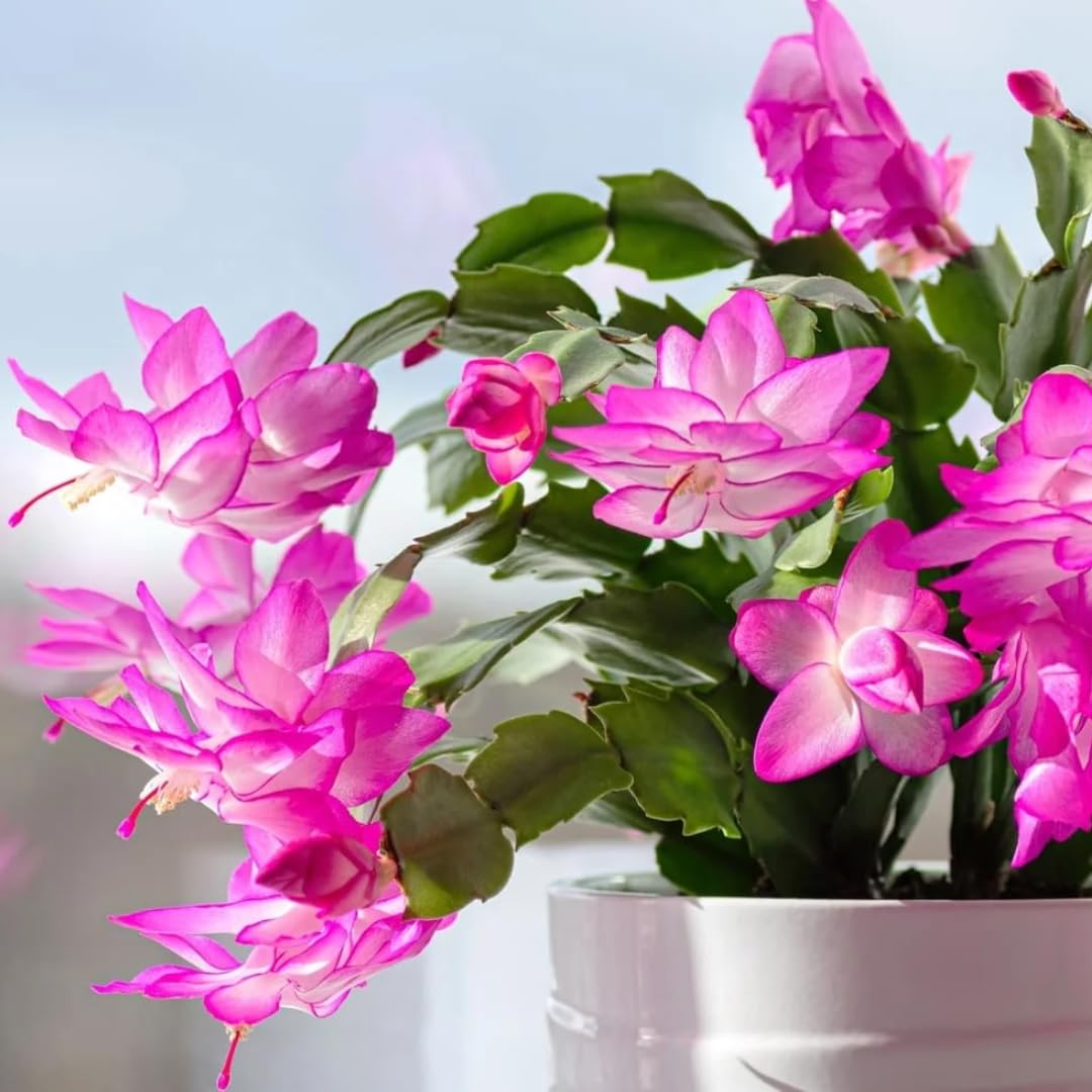 Exotic Red Christmas Cactus Plant Live| 4 to 7 Inch Tall Potted Indoor Decorative Plant for Home & Office | Live Christmas Cactus Plants Houseplants | Christmas Hanging Baskets for Outdoors
