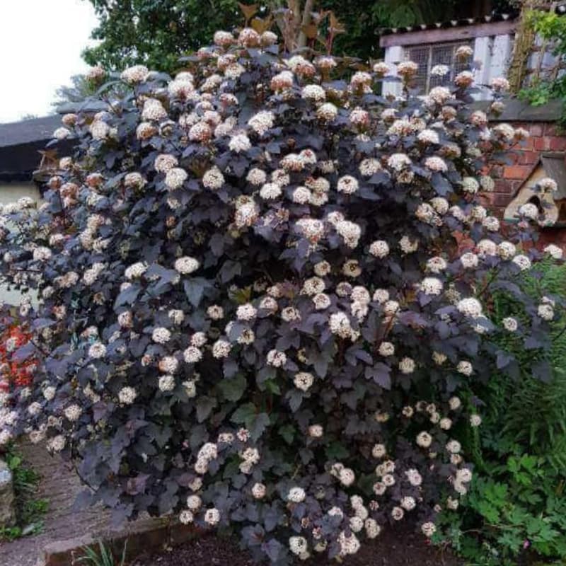 5 Live Ninebark Shrub Plant, 12-24" Tall Bare Root, Easy to Grow, Resilient Flowering Foliage for Garden Rows and Landscapes