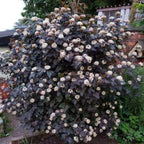 5 Live Ninebark Shrub Plant, 12-24" Tall Bare Root, Easy to Grow, Resilient Flowering Foliage for Garden Rows and Landscapes