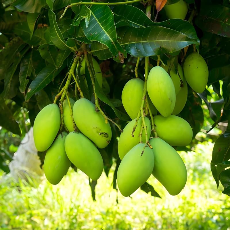 Carrie Mango Trees Live Plants |Sweet Fruit Tree 2.5–3 Ft Tall | Compact Tropical Mango Variety with Rich, Aromatic Fruit | Ideal for Yard, Patio & Warm-Climate Gardens | No Ship CA, HI, AK