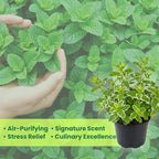 2 Spearmint Plant, 3" Pot, Fresh Herb Plants Live, Mint Plants for Inside Windowsills or Outdoor Garden Beds
