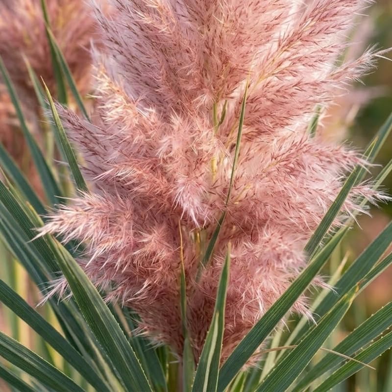 Pink Pampas Grass Plants Live, 4 Inch Tall Starter, Ornamental Feather Grass for Home Landscapes and Backyard Rows