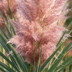 Pink Pampas Grass Plants Live, 4 Inch Tall Starter, Ornamental Feather Grass for Home Landscapes and Backyard Rows