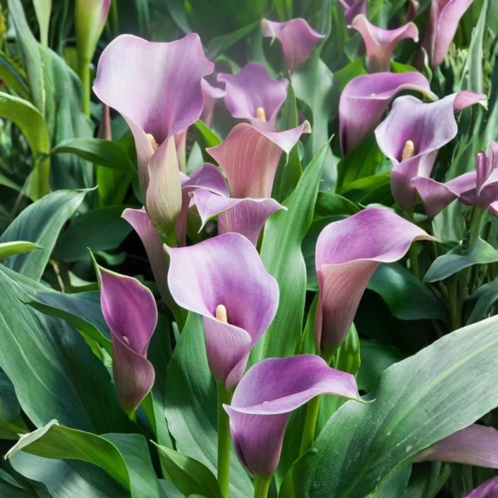 Calla Lily Bulbs for Planting, Mix 3 Large Bulbs, Vibrant Black, Flame, and Yellow Flowering Perennials for Sunny Patios and Cutting Gardens