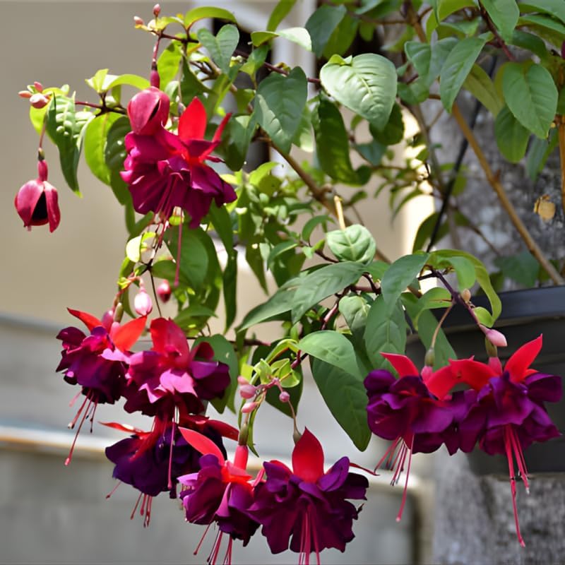 2 Fuchsia Plants Live, Dark Blue & Red Fuchsia, 6-12 Inch Tall, Blue Eye Variety, Trailing Flowering Plant, Ideal for Hanging Baskets