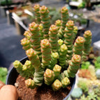 Crassula rupestris 'Baby’s Necklace' Live Plant | Compact Trailing Succulent in 2" Inch Pot | Rare Houseplant for Shelf & Desk Décor