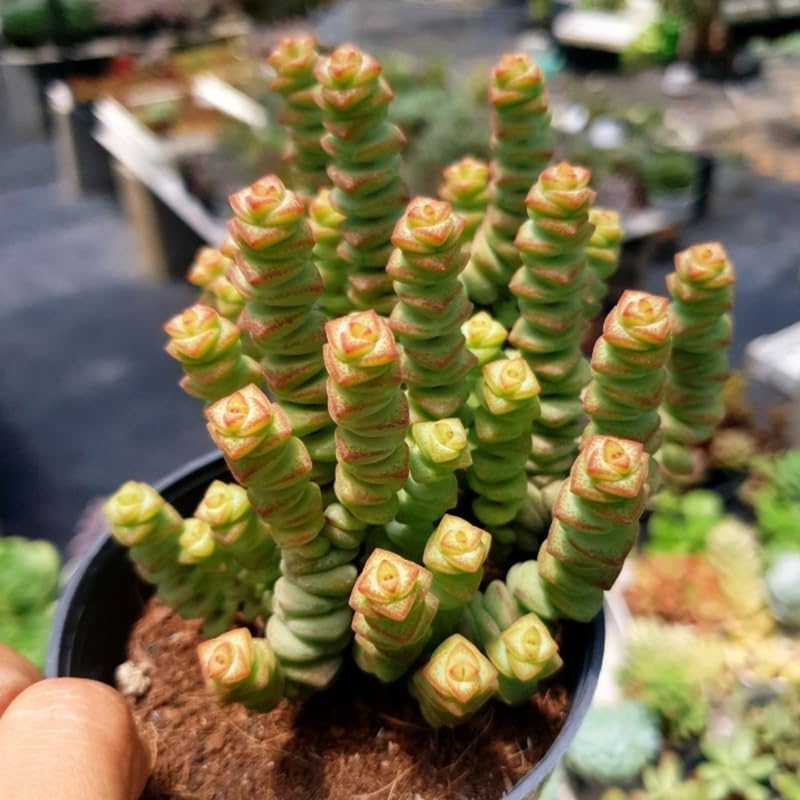Crassula rupestris 'Baby’s Necklace' Live Plant | Compact Trailing Succulent in 2" Inch Pot | Rare Houseplant for Shelf & Desk Décor
