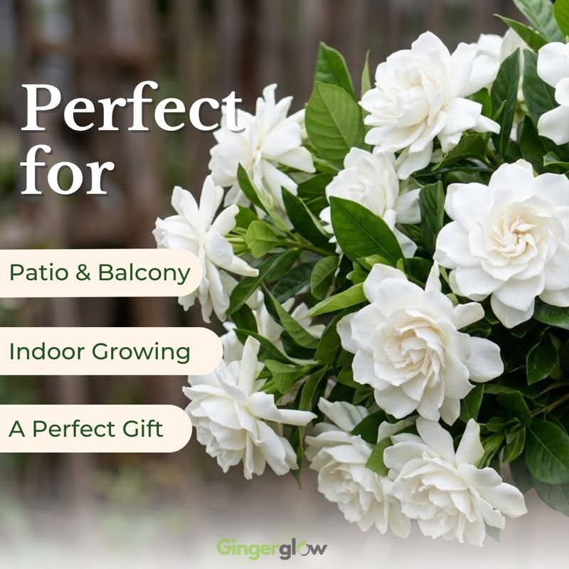 Grand Duke Jasmine Plant 5-8 Inch Tall Starter, Fragrant Double Bloom Arabian Jasmine for Patios and Home Gardens