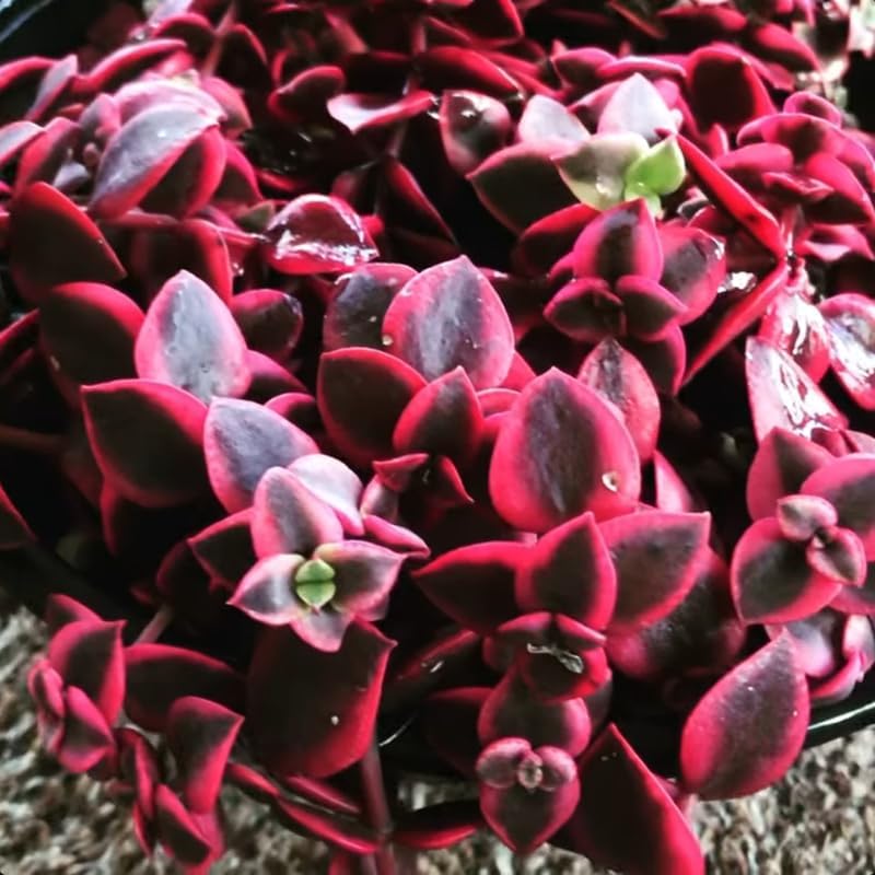 Calico Kitten Live Trailing Succulent in 6 Inch Pot | Vibrant Variegated Crassula | Great for Macrame Hangers, Decorative Shelving, and Indoor Green Displays