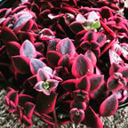 Calico Kitten Live Trailing Succulent in 6 Inch Pot | Vibrant Variegated Crassula | Great for Macrame Hangers, Decorative Shelving, and Indoor Green Displays