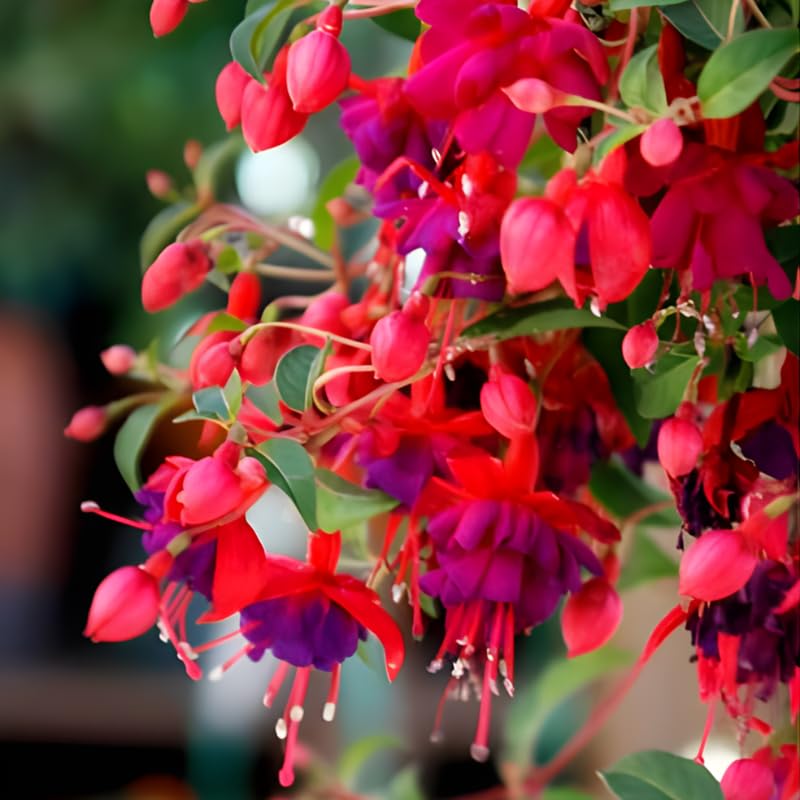 2 Fuchsia Plants Live, Gold and Red Foliage, 6-12 Inch Tall, Autumnale Variety, Trailing Flowering Plant, Ideal for Hanging Baskets