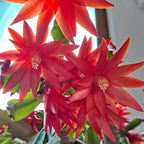 Red Easter Cactus Live Plants | Houseplant Succulent Cactus Flower Plant 3 Inch Tall | Blooming Holiday Cactus | Easy Care Easter Cactus Plants Live for Indoor Home Décor