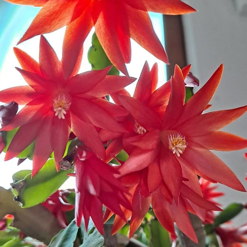 Red Easter Cactus Live Plants | Houseplant Succulent Cactus Flower Plant 3 Inch Tall | Blooming Holiday Cactus | Easy Care Easter Cactus Plants Live for Indoor Home Décor