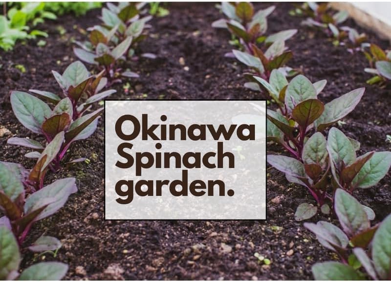 4 Live Okinawa Spinach Plant, 12-24" Tall Bare Root, Easy to Grow Edible Greenery, Two-Tone Purple and Green Leaf Plant for Backyard and Patio