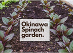 4 Live Okinawa Spinach Plant, 12-24" Tall Bare Root, Easy to Grow Edible Greenery, Two-Tone Purple and Green Leaf Plant for Backyard and Patio