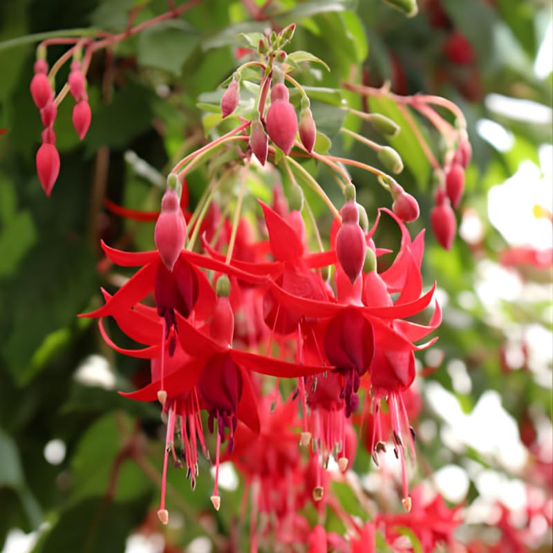 Fuchsia Plants Live, Gold and Red Foliage, 6-12 Inch Tall, Autumnale Variety, Trailing Flowering Plant, Ideal for Hanging Baskets