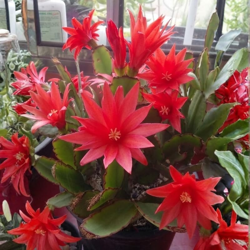 Light Orange Easter Cactus Live Plant 3 Inch Tall – Flowering Indoor Holiday Cactus with Soft Orange Blooms, Easy Care Easter Cactus Plants Live for Home, Office or Gift