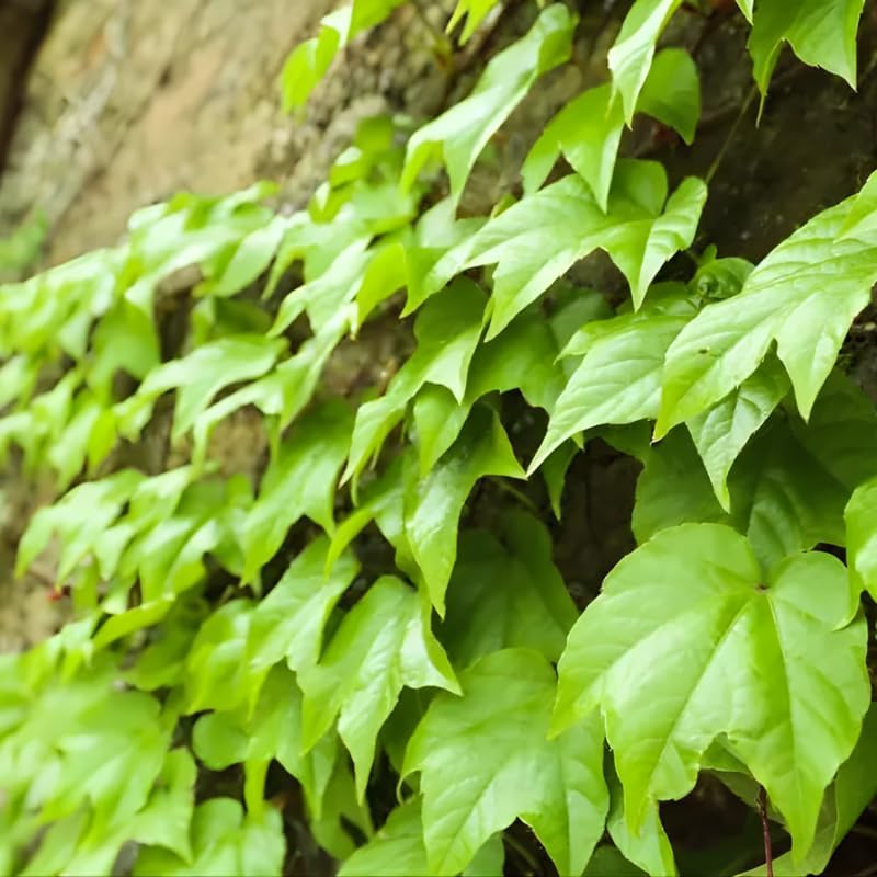 Green English Ivy Live Plants in 4 Inch Pot | Hardy Variegated English Ivy Live Plant for Home & Office Greenery | Low-Maintenance Glacier Ivy Houseplant for Desks, Windowsills & Hanging Displays