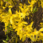 2 Forsythia Plant Live | Hardy Forsythia Bush Plants | 1–2 Ft Tall Evergreen Shrubs | Suitable for Garden Screening and Yard Landscaping