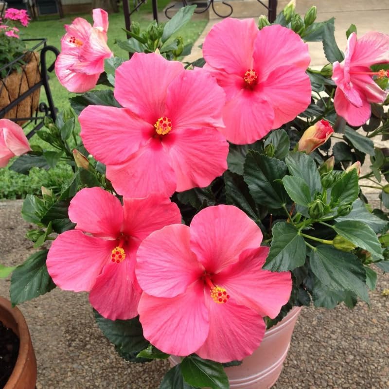 2 Pink Althea Live Plants (Rose of Sharon) | 12–18 Inch Tall Flowering Trees | Pink -Flowering Hibiscus Shrubs for Outdoor Planting, Landscaping & Garden Beds