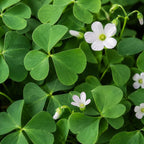 2 Green Oxalis Triangularis Live Plants in Gallon Pot, Low Maintenance False Shamrock Plant, Hardy Perennials, Perfect for Rock Gardens and Shaded Borders