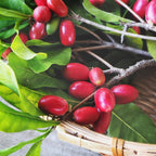(No Ship to CA, HI, AK) Miracle Berry Fruit Plant Live, 12-14” Tall in 3 Gal Pot, Fast Growing Fruit Trees Live Plants Ready to Fruit, Cold Hardy Tropical Fruit Trees