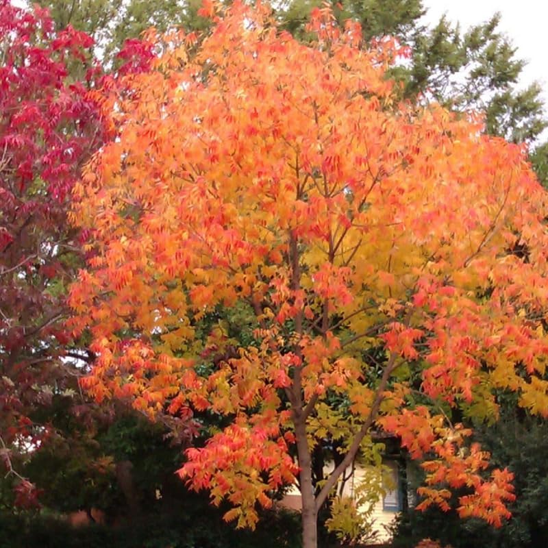 2 Chinese Pistache Live Plants | 1-2 Feet Tall Bare Root Seedlings | Pistacia Chinensis Deciduous Shade Trees | Vibrant Fall Color Ornamental Tree