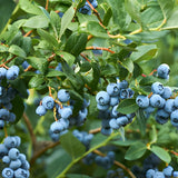 Huckleberry Plants Live for Planting, 3-4 Inch Bare Root Seedlings, Low Maintenance Native Fruit Shrub, Robust Well-Rooted Plants