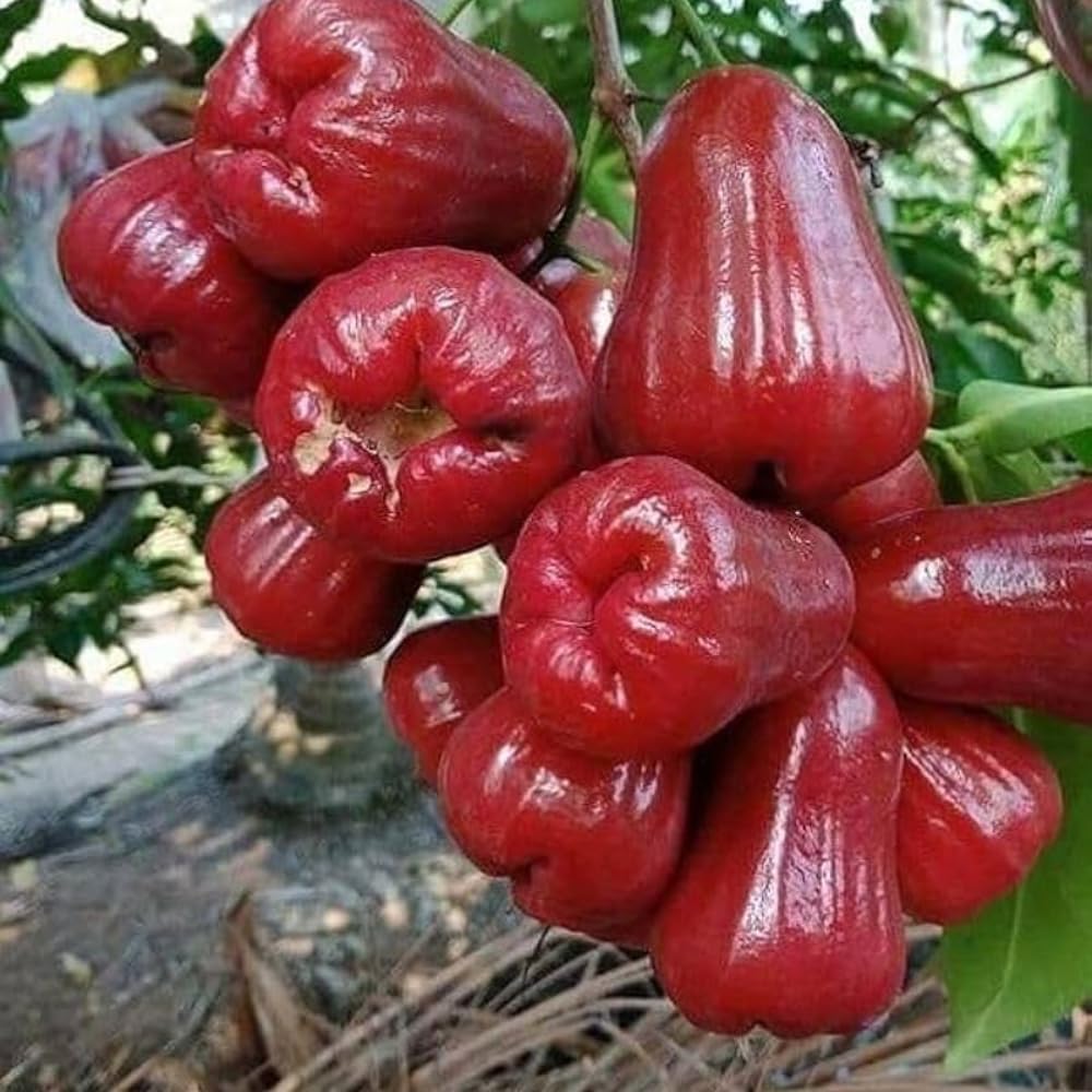 Red Wax Jambu Tree | 30-36 Inches Live Tropical Fruit Tree Plant | Crisp, Sweet Bell Fruit Variety for Home Gardens & Patios | No Ship to CA,HI,AK